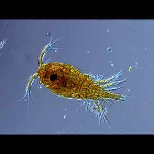 Meet your Posher, Philip